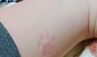 こんなにくっきり跡がつくことある？(笑) 可愛らしい“肉球スタンプ”の跡が話題に！