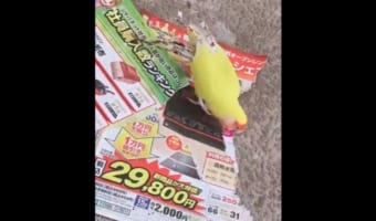クジャクを目指してるの?(笑) 巣作りの習性が反映された可愛らしいインコの行動が話題に!