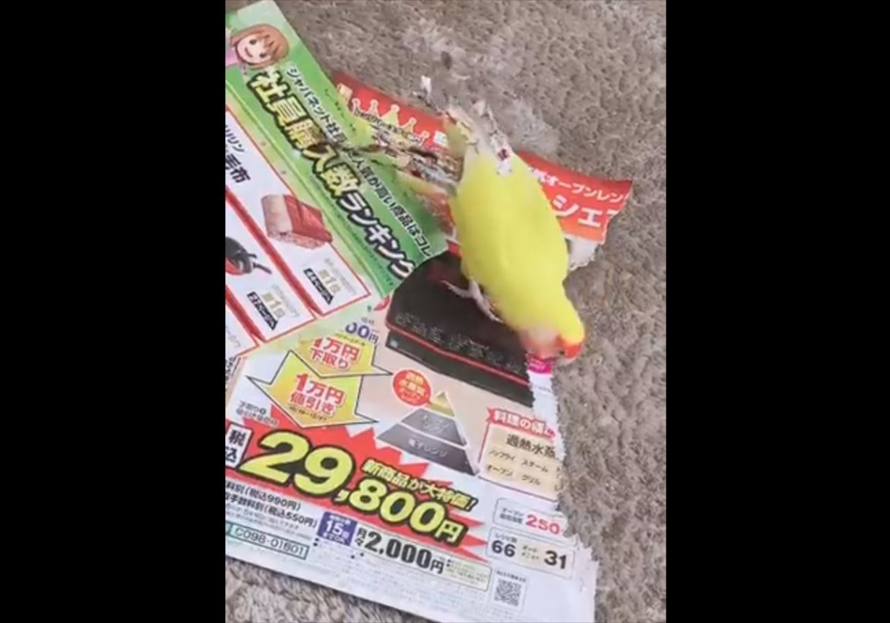 クジャクを目指してるの?(笑) 巣作りの習性が反映された可愛らしいインコの行動が話題に!