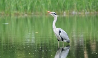 上空を気にしているアオサギ!天敵のオオタカでもいるのかなと思って、視線の先を見てみたら・・・気にしている理由に笑った!
