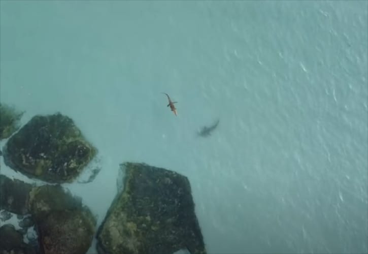 【迫真の映像】ワニを捕食しようと2分間にわたってつきまとうサメ！必死に逃げるワニはどうなった！？