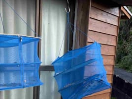 【決定的瞬間】良い天気なので魚の干物を干していたら･･･大胆な窃盗犯が現る！(笑)