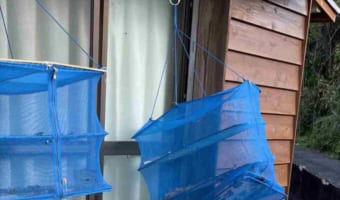 【決定的瞬間】良い天気なので魚の干物を干していたら・・・大胆な窃盗犯が現る!(笑)