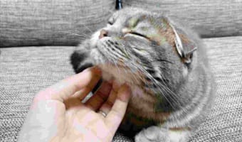 「気持ちいいニャ~」ナデナデされて夢見心地もつかの間・・・手をはなした後の表情に思わず笑った