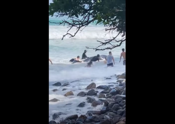 【感動の救出劇】座礁していたジンベイザメの赤ちゃんを救うため、周囲の人々が立ち上がった！