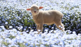 「天国ってこんな感じなんかな」ひつじがネモフィラ畑で佇む光景が素敵だと話題に！