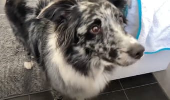 用を足していたら紙が無かった...飼い主のピンチを救うワンコが賢すぎる!