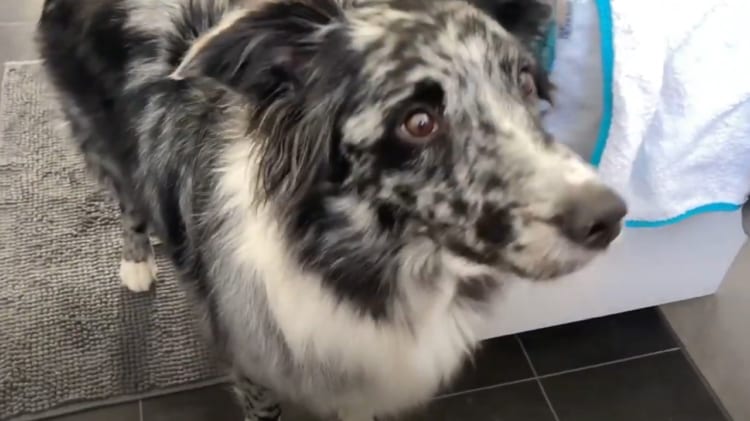 用を足していたら紙が無かった...飼い主のピンチを救うワンコが賢すぎる！