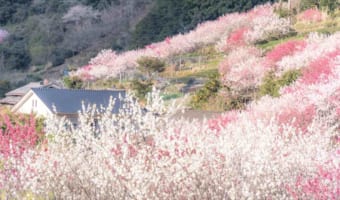 まるで桃源郷のよう・・・谷あいの集落を埋め尽くす「花桃」が息をのむ美しさ