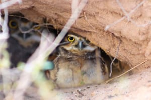 「アナホリフクロウ」とはどんな鳥？その名前の通り、穴を掘るの？