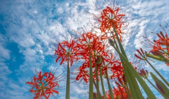 リコリスとはどんな花?花言葉は何?お菓子にも使われるリコリスとの関係は?