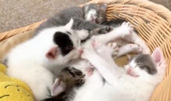 「子猫が一斉に開花しました」ってどういうこと?と思ったら、動画を見て納得!