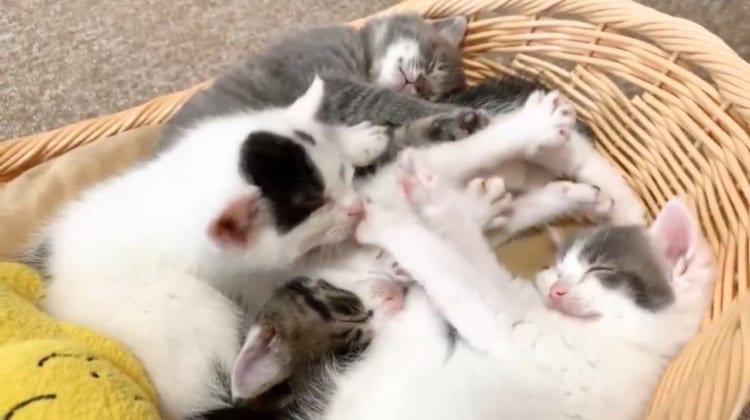 「子猫が一斉に開花しました」ってどういうこと？と思ったら、動画を見て納得！