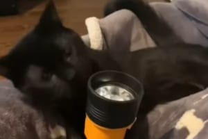 「いや、これをどうしろというんだニャ･･･？」適当に与えられたものにネコはどんな反応を見せる？？