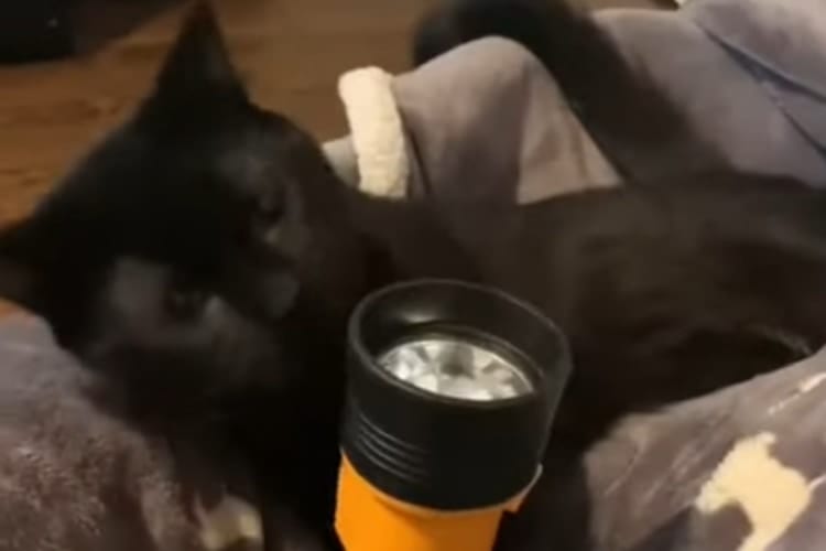 「いや、これをどうしろというんだニャ･･･？」適当に与えられたものにネコはどんな反応を見せる？？