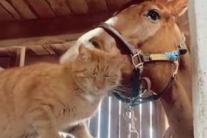 大きいお友達に体を掻いてもらうのが大好きな猫。そのお友達はなんと･･･馬！！