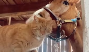 大きいお友達に体を掻いてもらうのが大好きな猫。そのお友達はなんと･･･馬！！