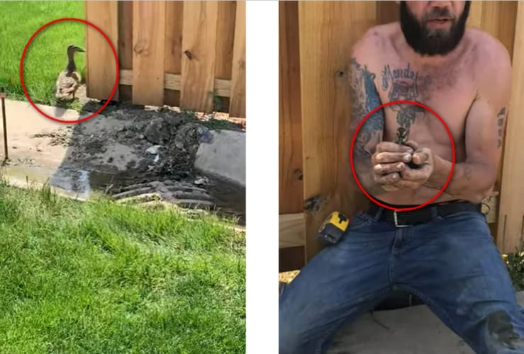 救世主・・・ママと生き別れになった赤ちゃんアヒルをイカつい男性グループが必死の救出！