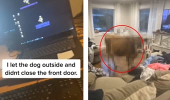 外で遊ばせていたワンコがお家に連れて帰ってきたお友達は・・・飼い主唖然の結末！