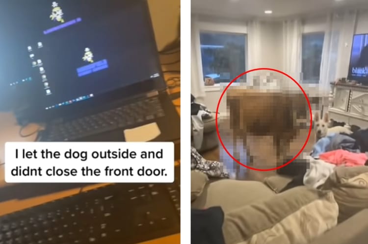 外で遊ばせていたワンコがお家に連れて帰ってきたお友達は・・・飼い主唖然の結末！