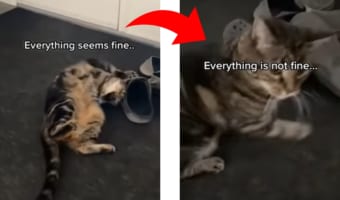 ニャンコの気難しさに共感多数！気分の切り替えが早すぎる映像がかわいい