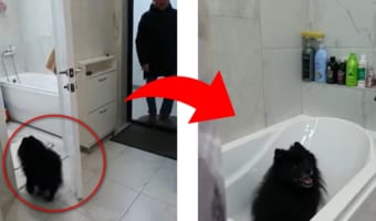 今こそ人間も見習うべき！帰宅後の手洗いルーティンが完璧すぎるワンコがかわいい