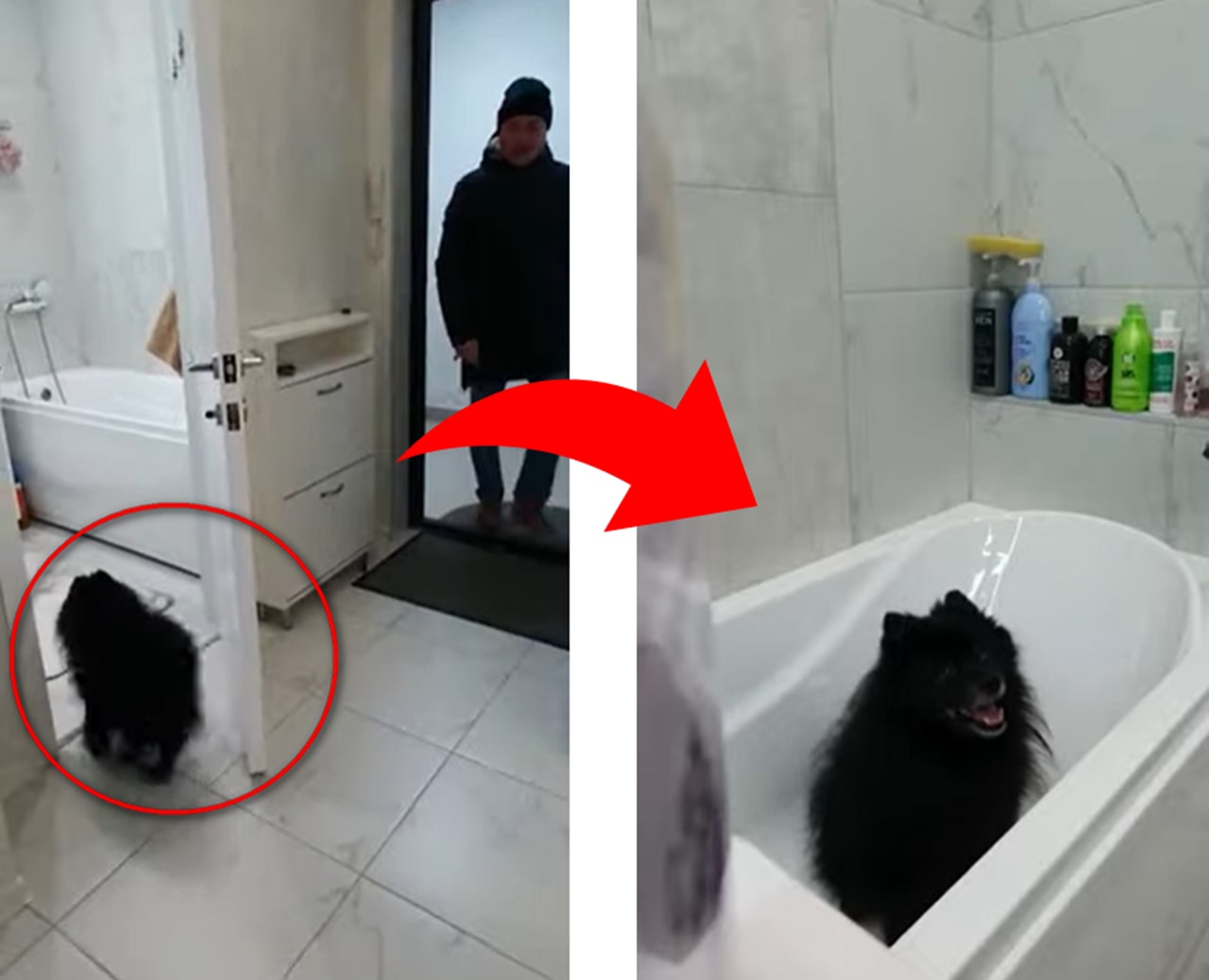 今こそ人間も見習うべき!帰宅後の手洗いルーティンが完璧すぎるワンコがかわいい