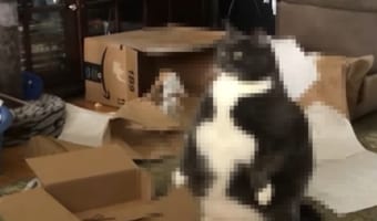 ニャンコ界の横綱！？貫禄たっぷりのニャンコの立ち姿が圧巻