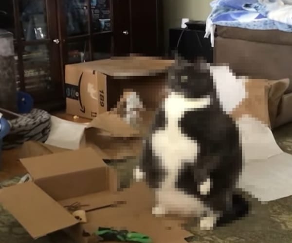 ニャンコ界の横綱！？貫禄たっぷりのニャンコの立ち姿が圧巻