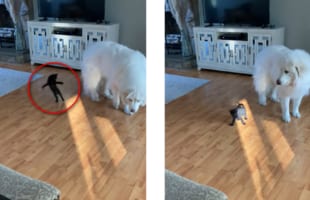 ワンコの寛大さとニャンコのヤンチャさ・・・これを一気に堪能できるホッコリ動画に癒される！