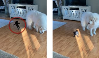 ワンコの寛大さとニャンコのヤンチャさ・・・これを一気に堪能できるホッコリ動画に癒される!
