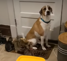 かわいそうな状況ではあるんだけど愛らしい。子猫が怖いワンコ、とうとう追い詰められて尻尾をおもちゃにされる