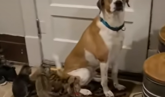 かわいそうな状況ではあるんだけど愛らしい。子猫が怖いワンコ、とうとう追い詰められて尻尾をおもちゃにされる