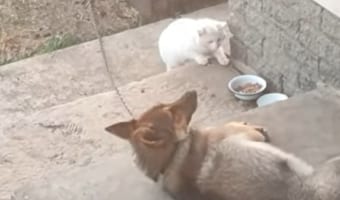 ワンコの餌を狙う猫ちゃん!果たして餌を盗ることはできるのか!?