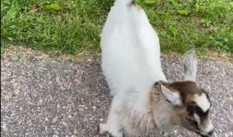 子ヤギちゃんは阻止したい。お家の人がお出かけするのを全力で止めようとする姿がかわいい