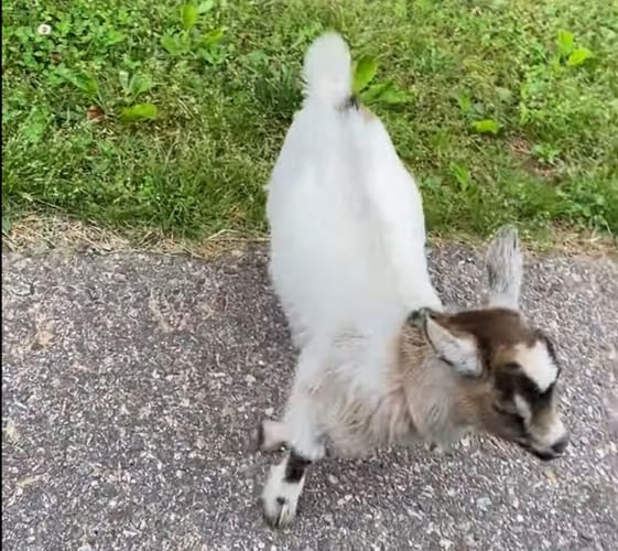 子ヤギちゃんは阻止したい。お家の人がお出かけするのを全力で止めようとする姿がかわいい