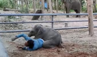 おしくらまんじゅうにプロレスも！作業中の男性にちょっかいを出す赤ちゃんゾウがかわいくて面白い