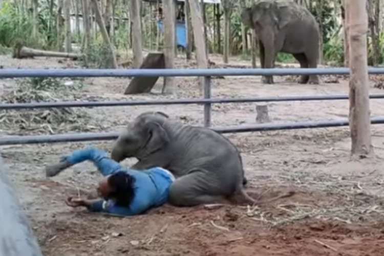 おしくらまんじゅうにプロレスも！作業中の男性にちょっかいを出す赤ちゃんゾウがかわいくて面白い