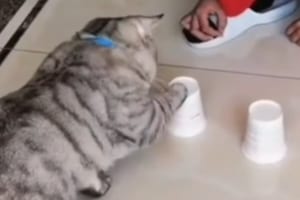 【これは天才】「これだニャ！」ボールが入ったカップを当てるゲームを猫に見せたら、結果はなんと･･･