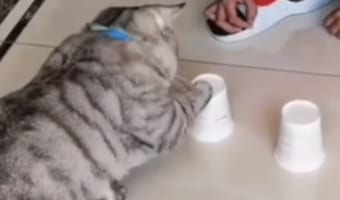 【これは天才】「これだニャ!」ボールが入ったカップを当てるゲームを猫に見せたら、結果はなんと・・・