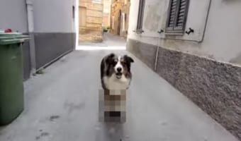 イタリアの路地裏を颯爽と駆け抜けるワンコ。って、〇〇に乗ってるだと!?