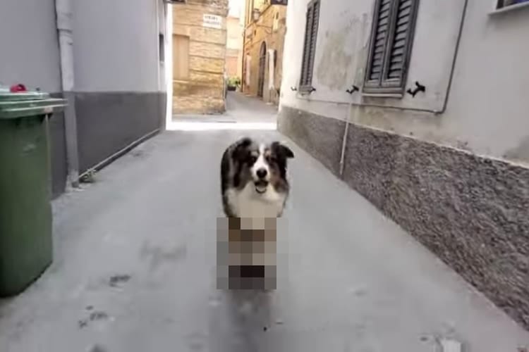 イタリアの路地裏を颯爽と駆け抜けるワンコ。って、〇〇に乗ってるだと！？