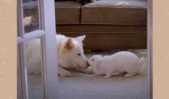 「かわいい妹ができて嬉しいワン♪」犬とウサギの種を超えた仲良しきょうだいにほっこり