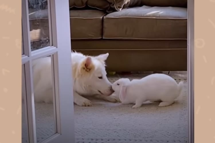 「かわいい妹ができて嬉しいワン♪」犬とウサギの種を超えた仲良しきょうだいにほっこり