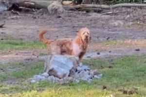 「行ってくるワン♪」おじいちゃんたちの家に遊びに行く許可をもらって喜んで出かけるワンコがとってもかわいい！