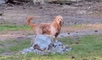「行ってくるワン♪」おじいちゃんたちの家に遊びに行く許可をもらって喜んで出かけるワンコがとってもかわいい!