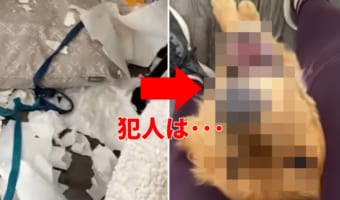 「見て見て♪」って言ってる?イタズラして叱られているのに大はしゃぎなワンコがいっそ愛おしい