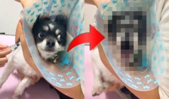 「痛いよおおお!刺されたああああ!」注射の痛みを訴え絶叫するチワワ、けど実は・・・(笑)