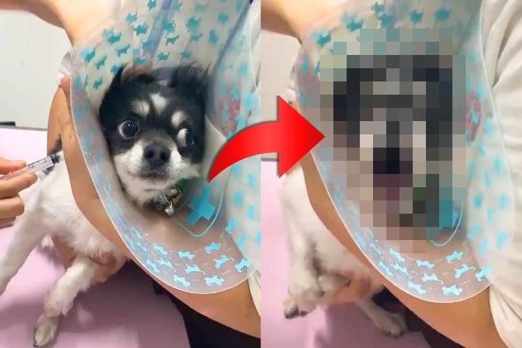 「痛いよおおお！刺されたああああ！」注射の痛みを訴え絶叫するチワワ、けど実は･･･(笑)