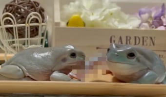 いきなりどうした？！唐突に目の前の子を叩くカエルの理不尽さに笑っちゃう！